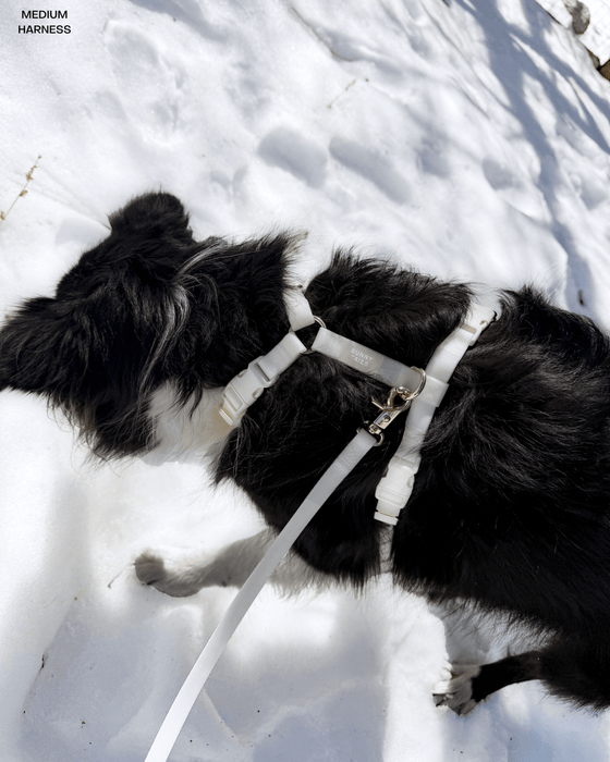 Lunar Glow 4-in-1 Convertible Hands Free Dog Leash