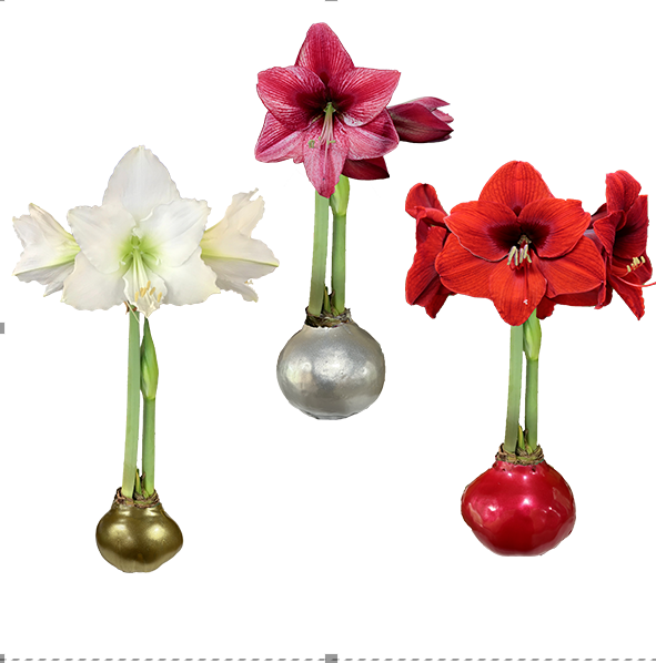 Waxed Amaryllis Mixed