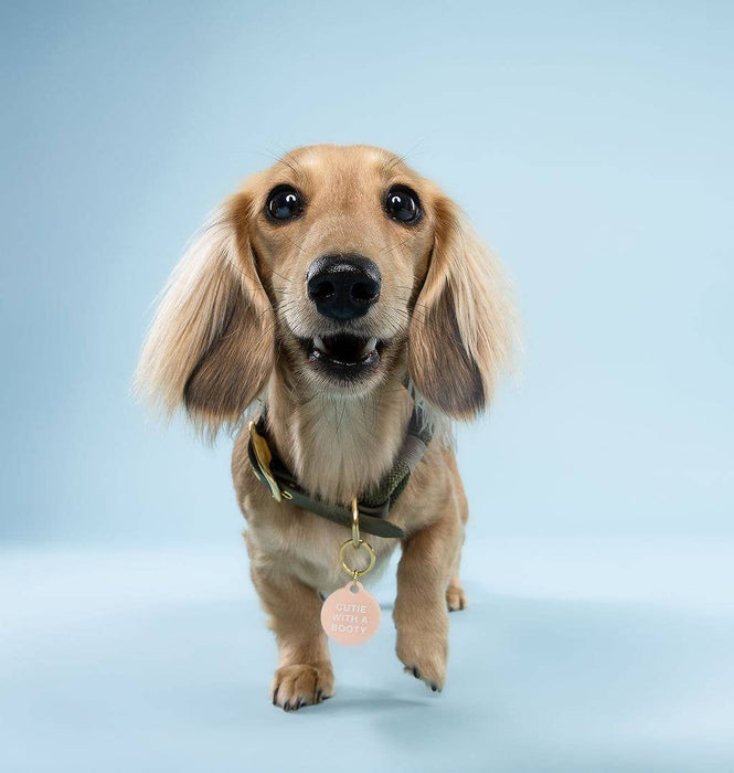 Cutie With A Booty Pet Tag