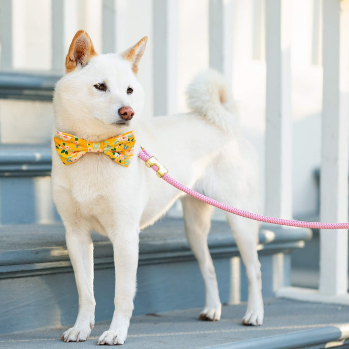 Orchid Marine Dog Leash | 5 Feet