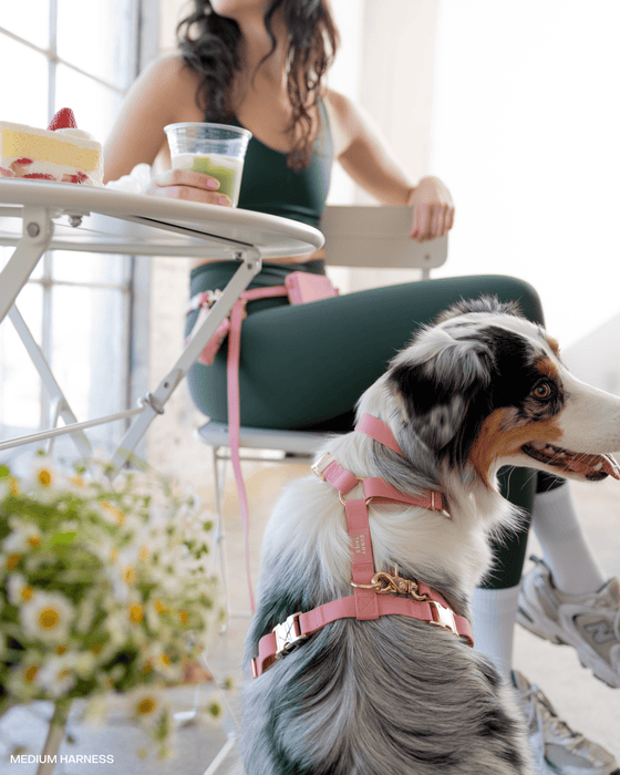 Perfect Pink 4-in-1 Convertible Hands Free Dog Leash