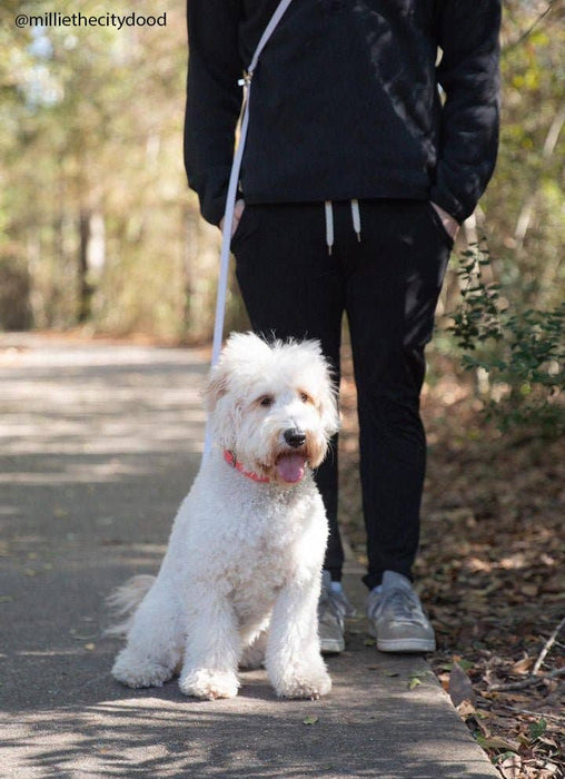 Lavender Haze 4-in-1 Convertible Hands Free Dog Leash