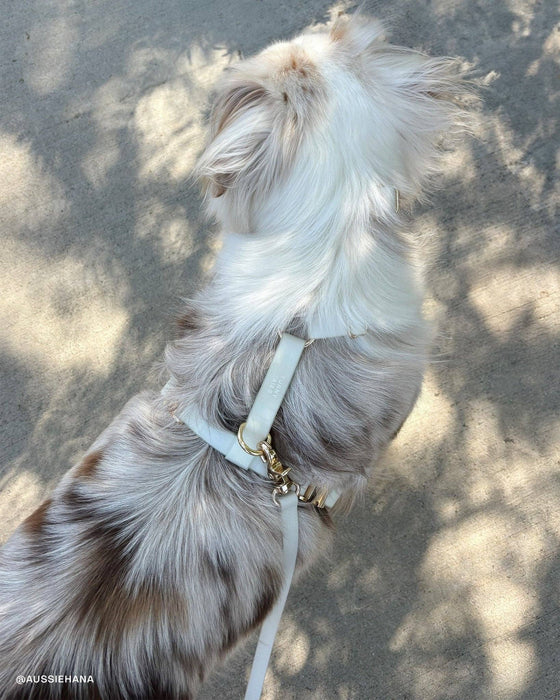 Lunar Glow 4-in-1 Convertible Hands Free Dog Leash