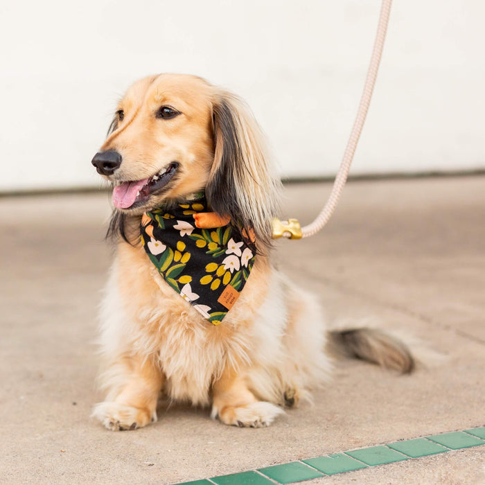 Flax Marine Dog Leash | 5 feet