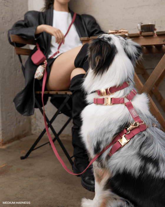 Mulberry Burgundy Dog Collar