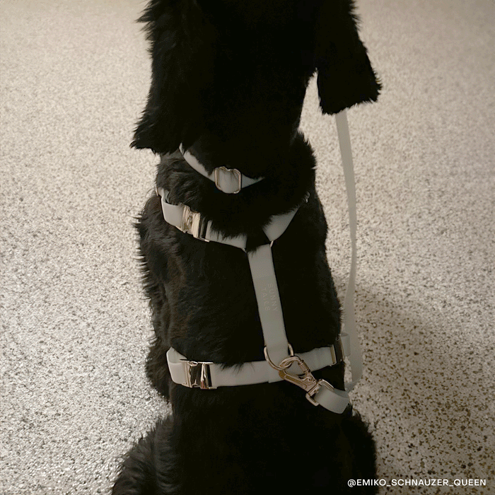 Lunar Glow 4-in-1 Convertible Hands Free Dog Leash