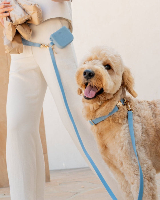Malibu Blue Dog Collar