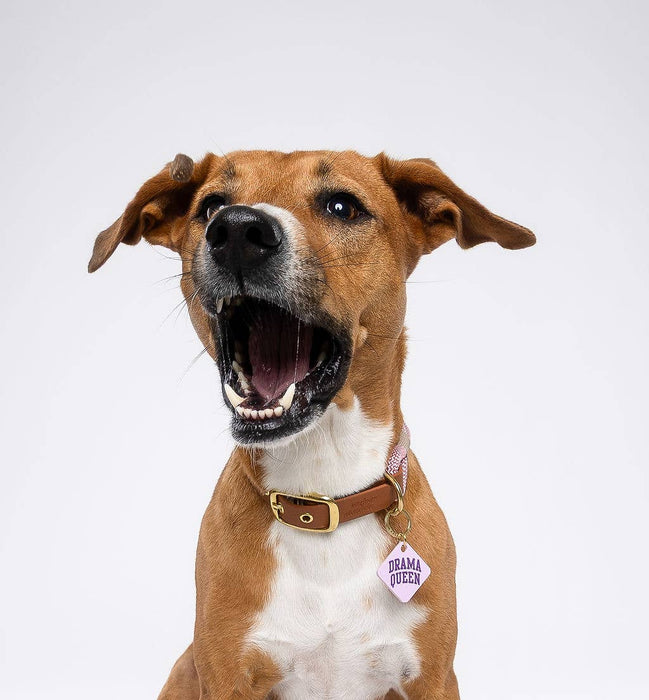Drama Queen Pet Tag