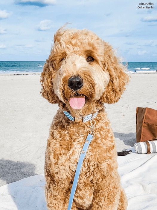 Malibu Blue Dog Leash