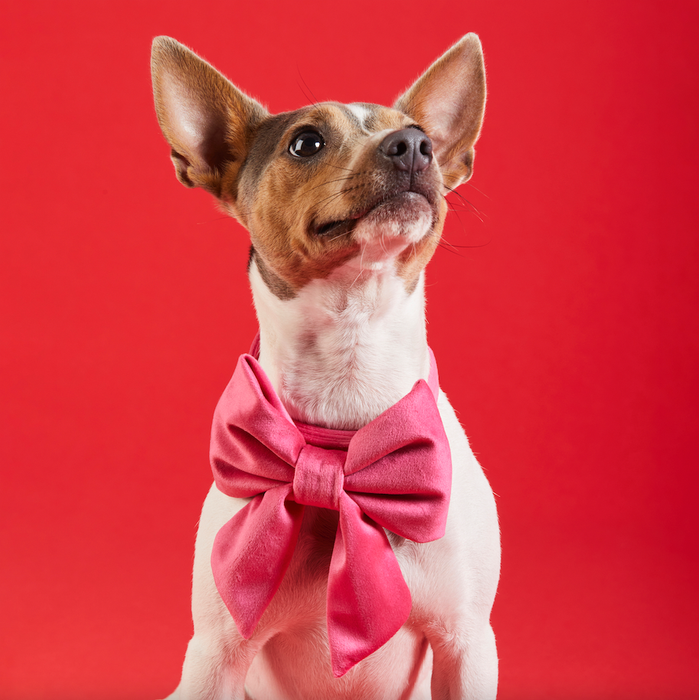Hot Pink Velvet Lady Dog Bow