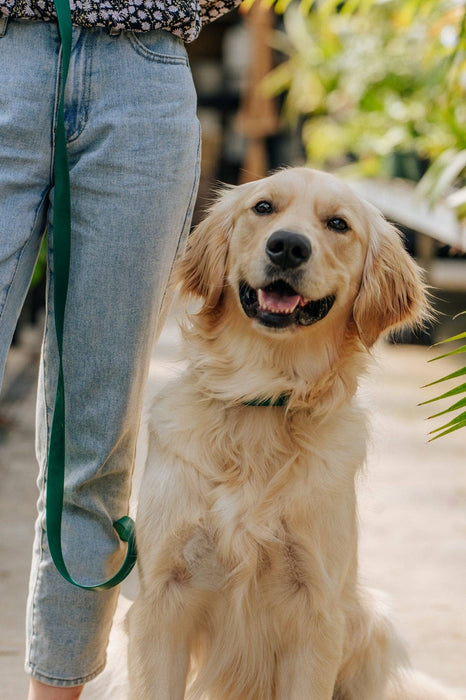 Meadow Green Dog Collar