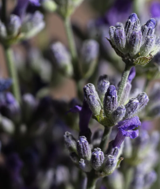 Pura Smart Vial | Lavender Fields