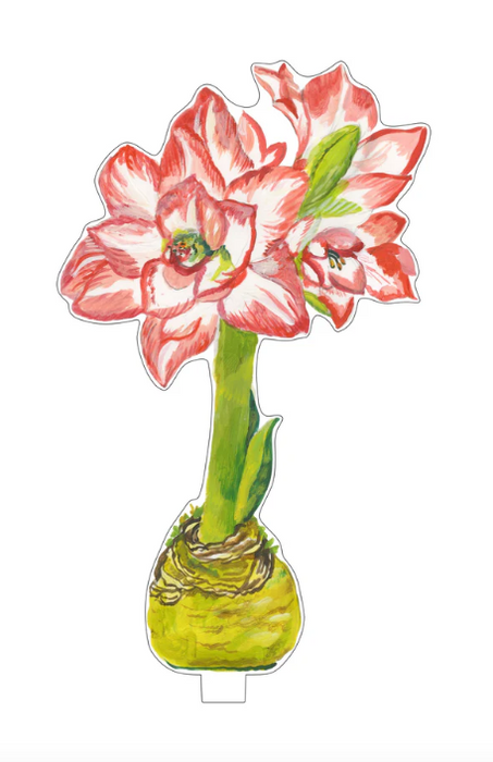Small Blossom Peacock Amaryllis