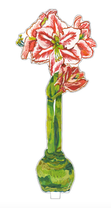 Small Red Star Amaryllis