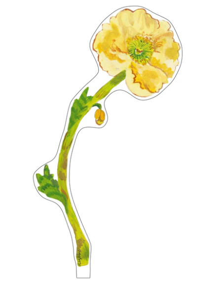 Pale Yellow Iceland Poppy