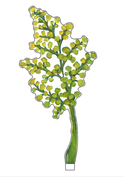 Maidenhair Fern