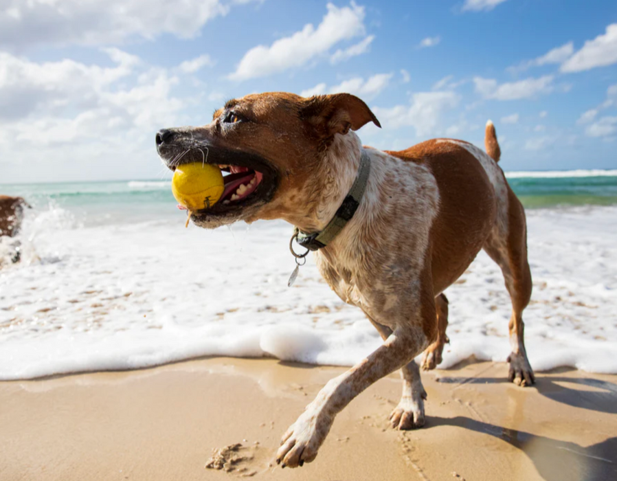 Water Fetch Ball for Dogs