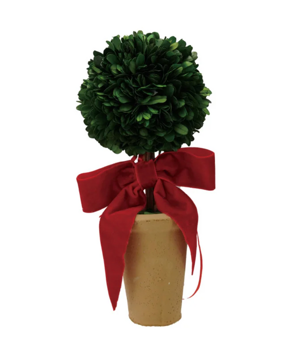 Boxwood Tree in Terra-cotta Pot w/Red Velvet Bow