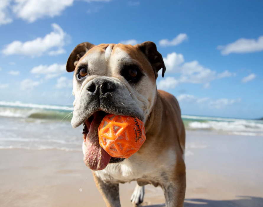 Tailwind Ball for Dogs