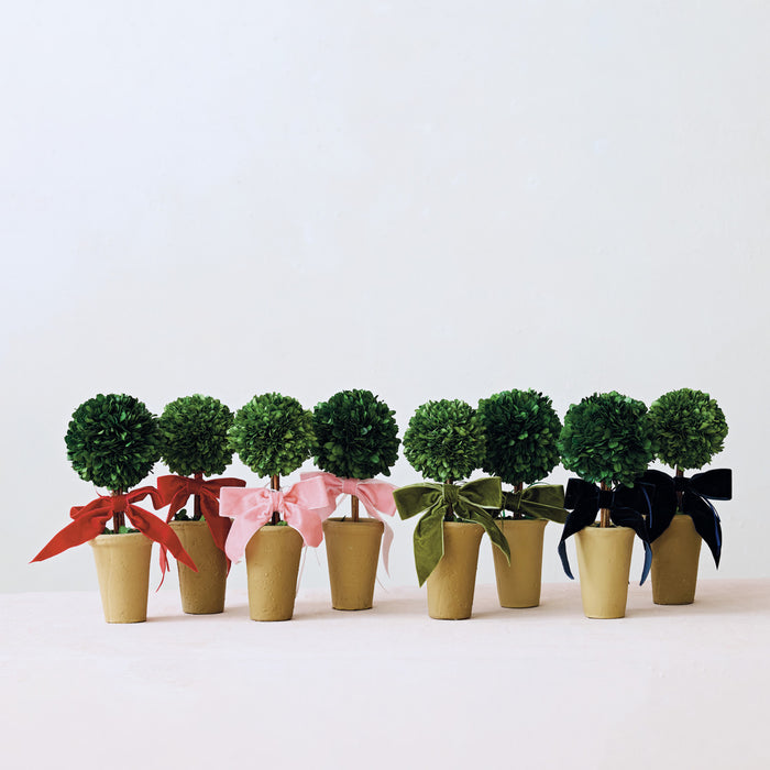 Boxwood Tree in Terra-cotta Pot with Navy Color Velvet Bow