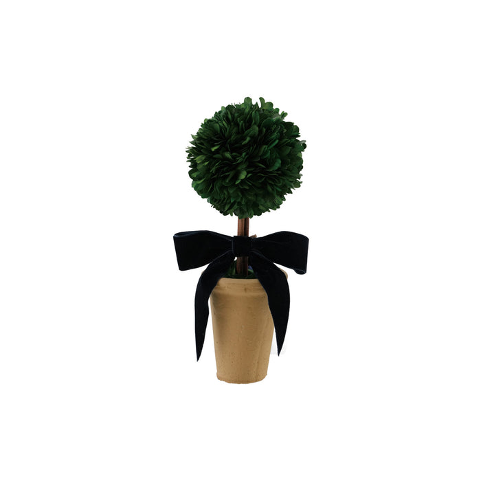 Boxwood Tree in Terra-cotta Pot with Navy Color Velvet Bow
