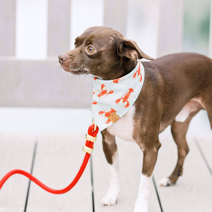 Ruby Marine Dog Leash | 5 Feet
