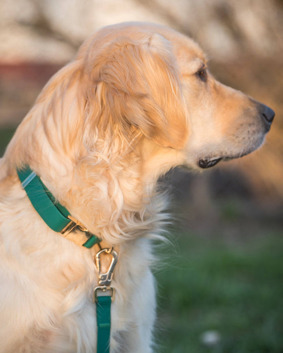 Meadow Green Dog Collar