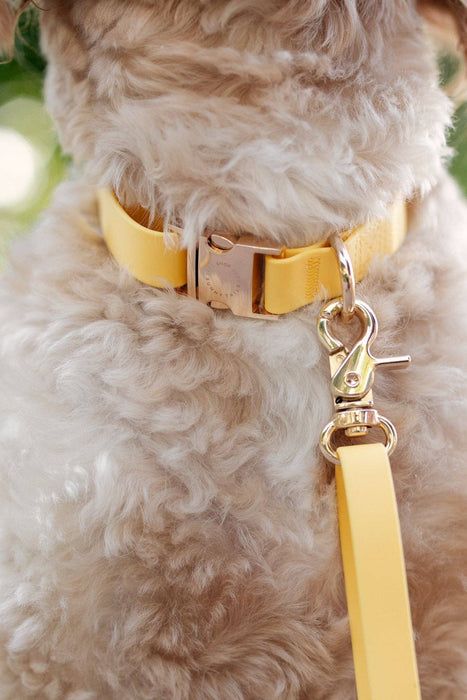 Dandelion Yellow Dog Collar