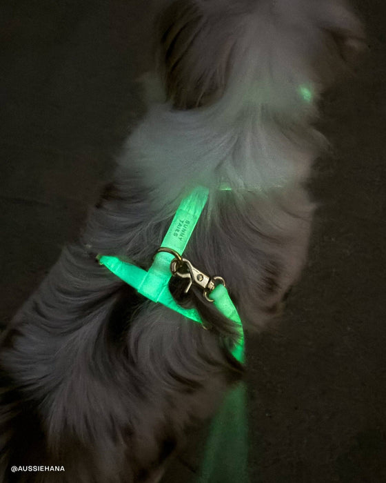 Lunar Glow 4-in-1 Convertible Hands Free Dog Leash