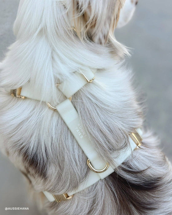 Lunar Glow 4-in-1 Convertible Hands Free Dog Leash