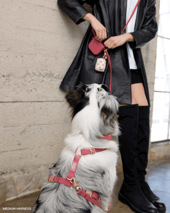 Mulberry Burgundy 4-in-1 Convertible Hands Free Dog Leash