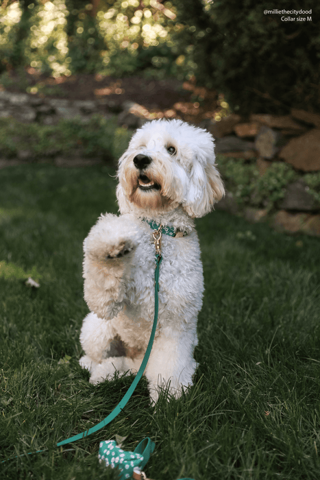 Meadow Green Dog Leash