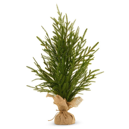 24 Potted Norfolk Pine Tree