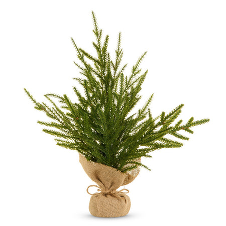 18 Potted Norfolk Pine Tree