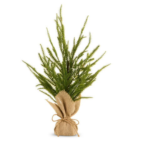 16 Potted Norfolk Pine Tree
